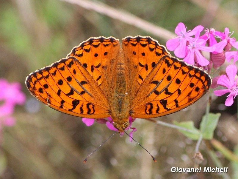 Argynnis adippe